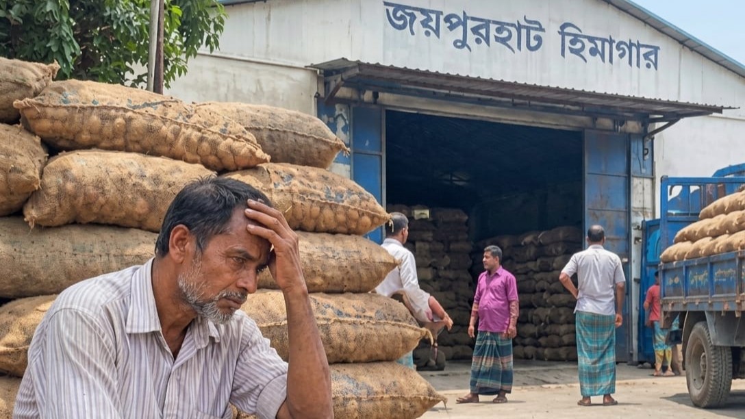 হিমাগারে আলুর দামে ধস, লোকসানের ভয়ে আলু তুলছেন না কৃষক